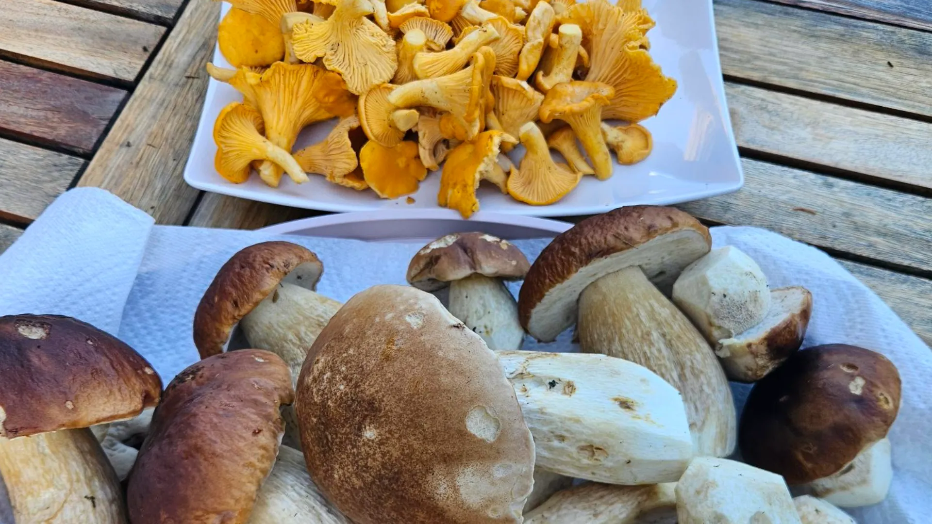 Pilz Pilz Pilz!