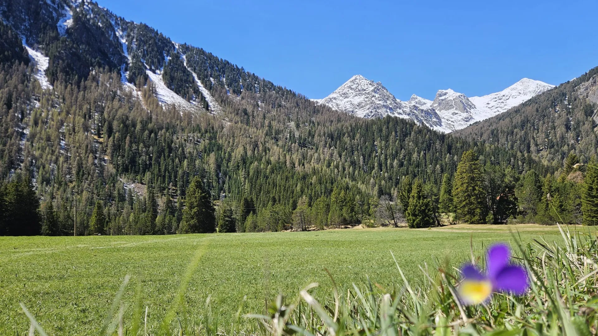 Bergfrühling: Wenn die Natur erwacht